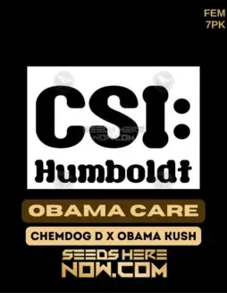Obama Care feminized cannabis seeds by CSI Humboldt featuring Chem D and Obama Kush lineage