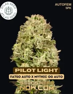 Pilot Light Autoflower Seeds (space) Indica Dominant Hybrid (20(space)25% THC)