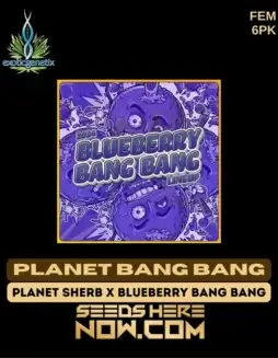 Planet Bang Bang Feminized Seeds by Exotic Genetix featuring lime(space)green buds with citrus and pine aroma