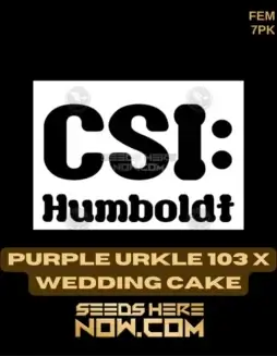 Purple Urkle 103 crossed with Wedding Cake cannabis seeds by CSI Humboldt, featuring grape and vanilla flavors