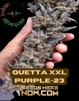 Quetta XXL Purple(space)23 regular cannabis seeds, showing dense, purple(space)flecked spears suitable for high biomass and classic hash production.
