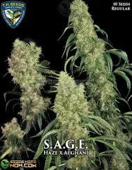 S.A.G.E. Cannabis Seeds Packaging - Regular Seeds by T.H. Seeds
