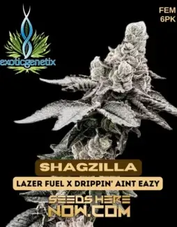 Close(space)up of Shagzilla feminized cannabis seeds by Exotic Genetix