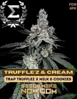 Truffle’z & Cream Cannabis Seeds (space) Feminized Seeds by Sigma with Earthy, Sweet, Creamy Aroma