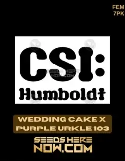 Wedding Cake x Purple Urkle 103 Feminized Seeds featuring vanilla and berry flavors