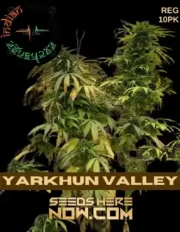 Yarkhun Valley regular cannabis seeds by Indian Landrace Exchange, showing traits and cultivation information