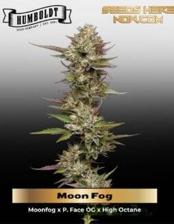 Moon Fog (Feminized) (space) Humboldt Seed Company