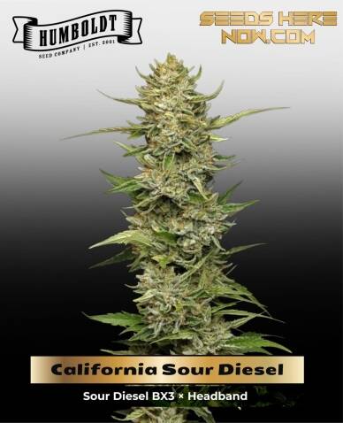 California Sour Diesel (Feminized) - Humboldt Seed Company