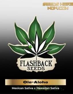 Ola(space)Aloha (Regular) (space) Flashback Seeds