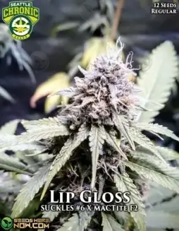 Lip Gloss Cannabis Seeds by Seattle Chronic Seeds featuring fruity, sweet aromas and creative effects