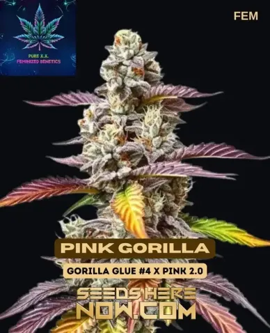 Pink Gorilla feminized cannabis seeds pack, Pure XX variety