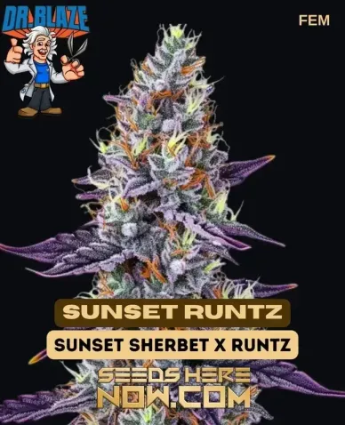 Sunset Runtz (Feminized) – Dr. Blaze - High THC Feminized Cannabis Seeds