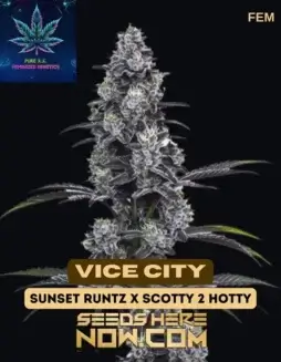 Vice City Feminized Cannabis Seeds by Pure XX featuring grape and berry flavors