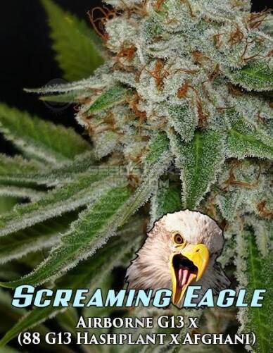 dominion(space)seed(space)company(space)screaming(space)eagle