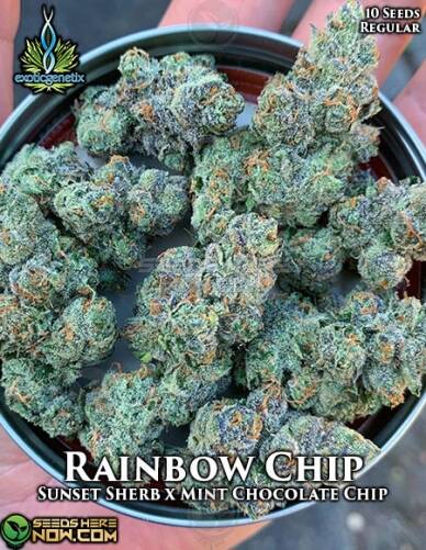 Rainbow Chip (Regular) (space) Exotic Genetix