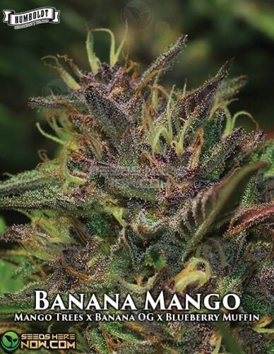 Banana Mango (Regular) (space) Humboldt Seed Company