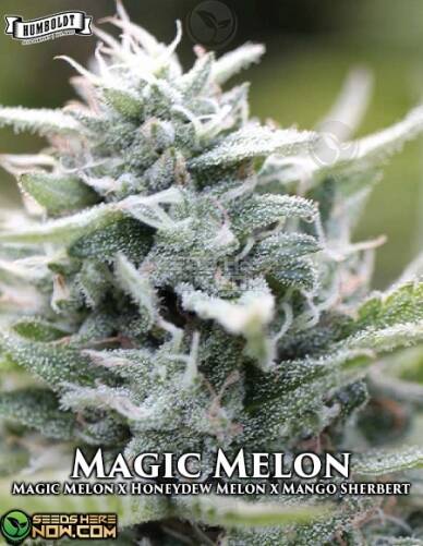 Magic Melon (Regular) (space) Humboldt Seed Company