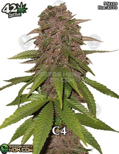 C4 Auto (Autoflower) (space) Fast Buds