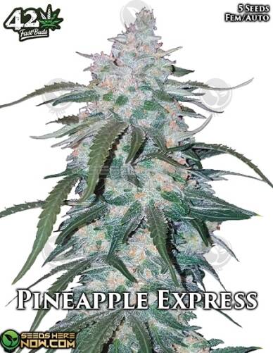 Pineapple Express Auto (Autoflower) (space) Fast Buds