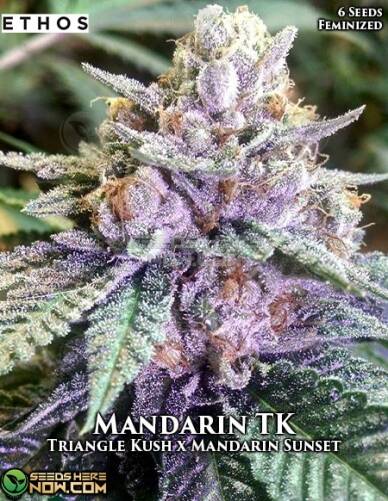 Mandarin TK (Feminized) (space) Ethos Genetics