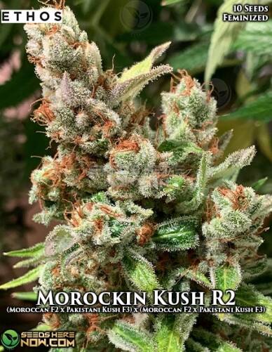 Morockin Kush R2 (Feminized) (space) Ethos Genetics