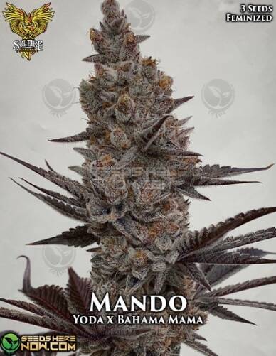 Mando  (Feminized) (space) Solfire Gardens