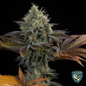 French Cookies 710 Bonus Pack (Feminized) (space) T.H. Seeds