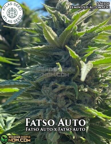 Fatso (Autoflower) (space) Atlas Seeds