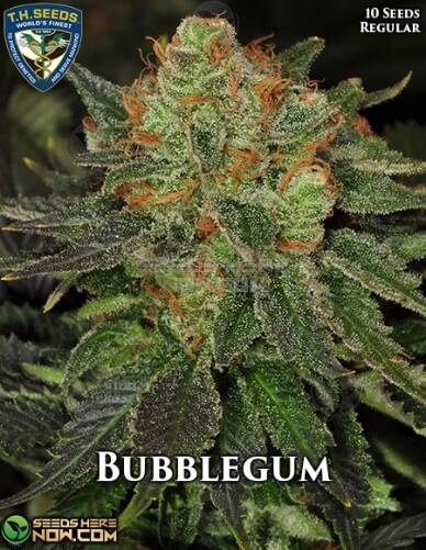 BubbleGum (Regular) (space) T.H. Seeds