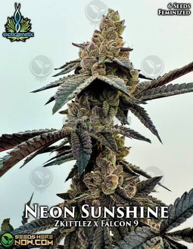 Neon Sunshine (Feminized) (space) Exotic Genetix