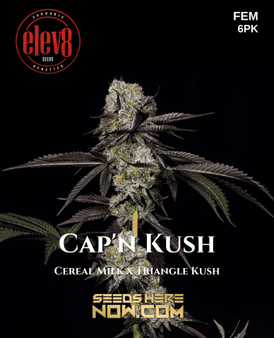 Cap ‘n Kush (Feminized) (space) Elev8 Seeds