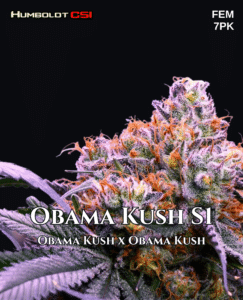 Obama Kush S1 (Feminized) (space) CSI Humboldt