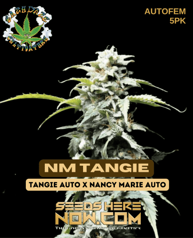 NM Tangie (Autoflower) (space) Eazy Daze Cultivators