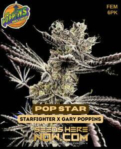 Pop Star (Feminized) (space) Exotic Genetix