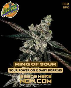 Ring Of Sour (Feminized) (space) Exotic Genetix