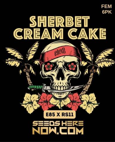 Sherbet Cream Cake (Feminized) (space) Elev8 Seeds