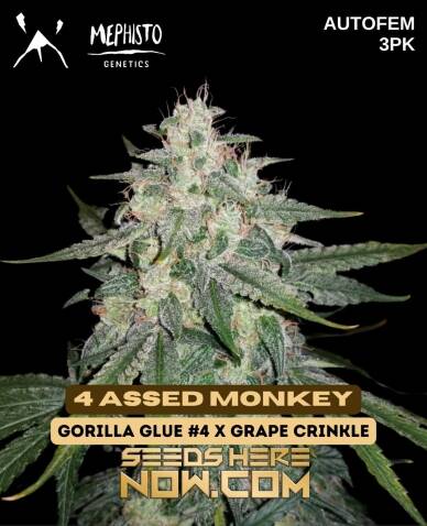 4 Assed Monkey (Autoflower) (space) Mephisto Genetics