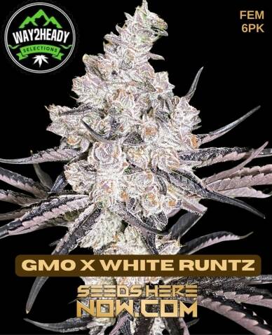 GMO x White Runtz (Feminized) (space) Way2heady Selections