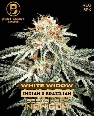 White Widow (Regular) (space) Best Coast Genetics