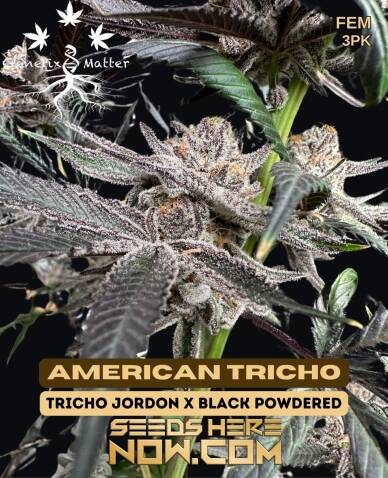 American Tricho (Feminized) (space) Genetix Matter