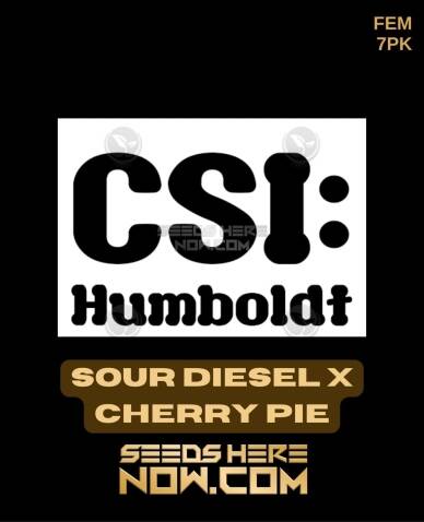 Sour Diesel x Cherry Pie (Feminized) (space) CSI Humboldt