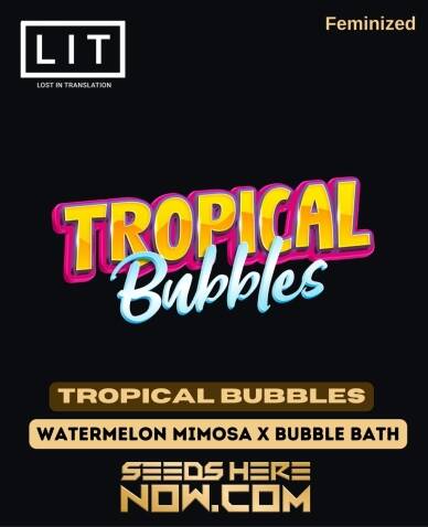 Tropical Bubbles (Feminized) (space) LIT Farms