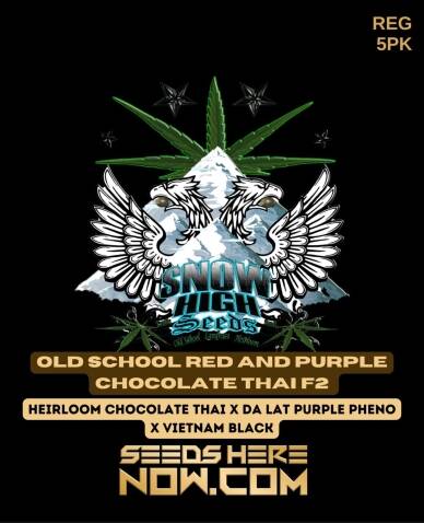 Old School Red and Purple Chocolate Thai F2 (Regular) (space) Snow High Seeds