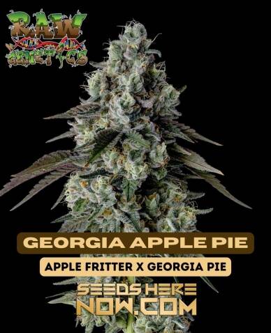 Georgia Apple Pie (Feminized) (space) Raw Genetics
