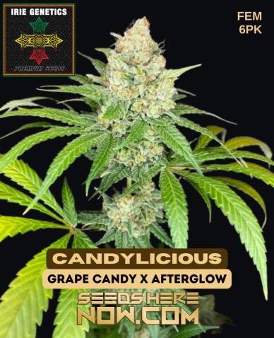 Candylicious (Feminized) (space) Irie Genetics