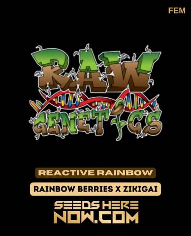 Reactive Rainbow (Feminized) (space) Raw Genetics