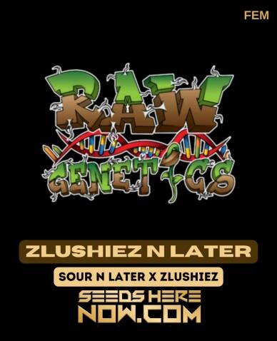 Zlushiez N Later (Feminized) (space) Raw Genetics