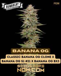 Banana OG (Feminized) (space) Humboldt Seed Company