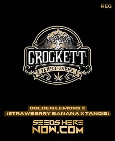 Golden Lemons x (Strawberry Banana x Tangie) (Regular) (space) Crockett Family Farms