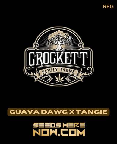 Guava Dawg x Tangie (Regular) (space) Crockett Family Farms